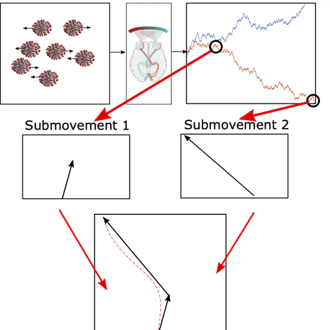 Observing cognitive processes through arm movements